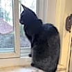 Thumbnail photo of Willow #2