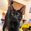 Thumbnail photo of Willow #3