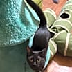 Thumbnail photo of Willow #4
