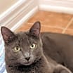 Thumbnail photo of Marbles/Smokey #2