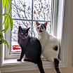 Thumbnail photo of Marbles/Smokey #3