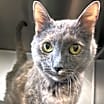 Thumbnail photo of Kippy (fka Daphne) #2