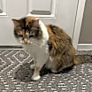 Thumbnail photo of Maxi #2