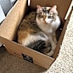 Thumbnail photo of Maxi #4
