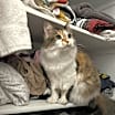 Thumbnail photo of Maxi #1