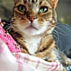 Thumbnail photo of COCO #1