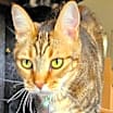 Thumbnail photo of COCO #2