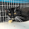 Thumbnail photo of Xander #1
