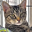 Thumbnail photo of Babel #3