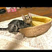 Thumbnail photo of Oogie #1