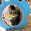 Thumbnail photo of Oogie #2
