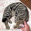 Thumbnail photo of Oogie #3
