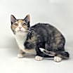 Thumbnail photo of Jinx #1