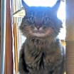 Thumbnail photo of Frank #2