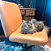 Thumbnail photo of Frank #3