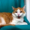 Thumbnail photo of Papaya #2