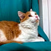 Thumbnail photo of Papaya #3