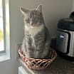 Thumbnail photo of Cinos #1