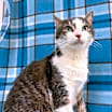 Thumbnail photo of Porthos #1