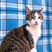Thumbnail photo of Porthos #2
