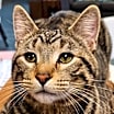 Thumbnail photo of Dutch #1