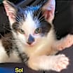 Thumbnail photo of Sol #4