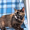 Thumbnail photo of Ruska #2