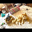 Thumbnail photo of Ol Yeller #3