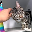 Thumbnail photo of Zimba #1