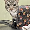Thumbnail photo of Zimba #2