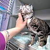 Thumbnail photo of Zimba #3