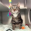 Thumbnail photo of Zimba #4