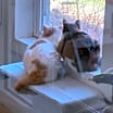 Thumbnail photo of Owen #3