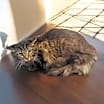 Thumbnail photo of Quincy #2