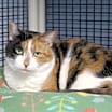 Thumbnail photo of Cali (declawed) #3