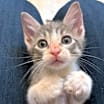 Thumbnail photo of Bunny #2