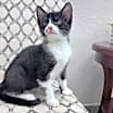 Thumbnail photo of Quigley #2