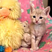 Thumbnail photo of Ferb #2