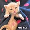 Thumbnail photo of Ferb #3