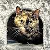 Thumbnail photo of Ruska #1