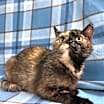 Thumbnail photo of Ruska #3