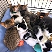 Thumbnail photo of Tess #3
