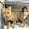Thumbnail photo of AGATHA  #2
