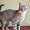 Thumbnail photo of AGATHA  #3