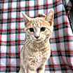 Thumbnail photo of Lumine #1