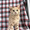 Thumbnail photo of Lumine #4