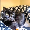 Thumbnail photo of KitKat~24/25-0317 #1