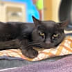 Thumbnail photo of KitKat~24/25-0317 #2
