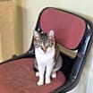 Thumbnail photo of Artemis #2
