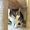 Thumbnail photo of Artemis #3
